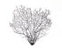 natural black sea fan ready for framing from peek a blue